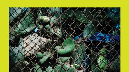 A photograph of several cacti pushing through a chain link fence. There is a lime green border around the image with a illustrated portrait and the words 'New Talent 2024' overlaid the bottom left corner of the image.